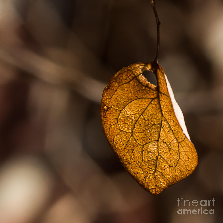 Little Autumn Leaf Photograph by Alissa Beth Photography