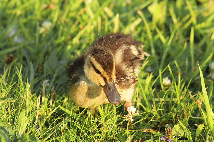 Little Baby Duck 2 Photograph by David Stasiak - Fine Art America