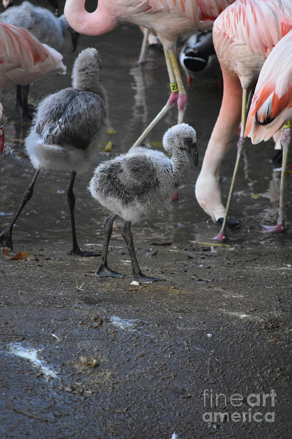Flamingo Photograph - Little baby flamingos walking over to adults  by DejaVu Designs