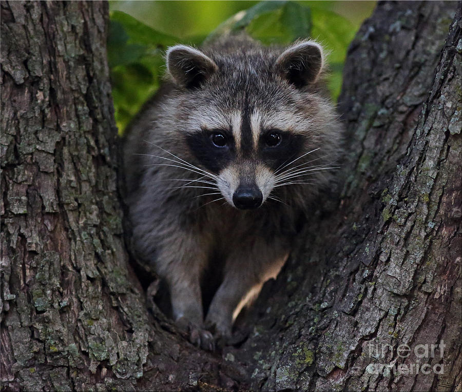 Little Bandit 2 Photograph by Rebecca Morgan - Fine Art America