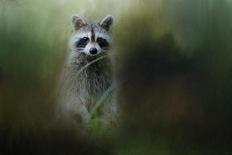 Animal Photograph - Little Bandit by Jai Johnson