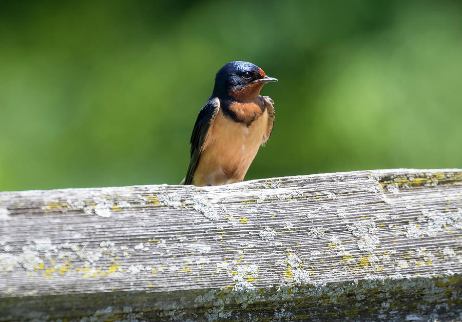 Little Barn Swallow by Ricky L Jones Little Barn Swallow by Ricky L Jones