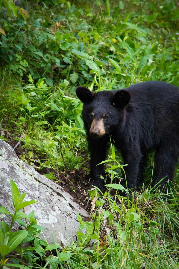 Little Bear Photograph by Ashley Sneed - Pixels