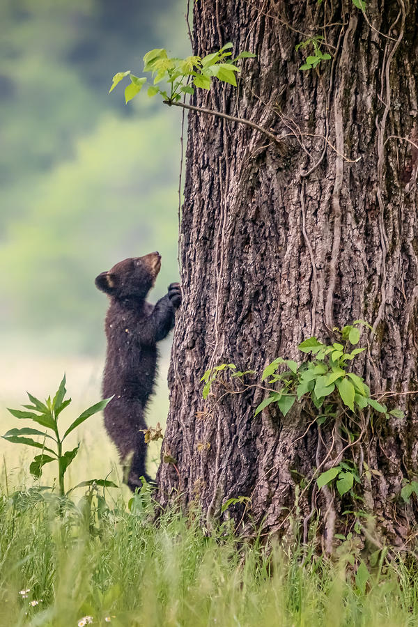 Little Bear BIg Tree Photograph by Sylvia J Zarco