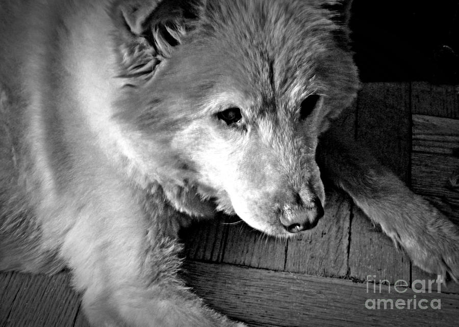 Dog Photograph - Little Bear in Old Age 2 by Sarah Loft
