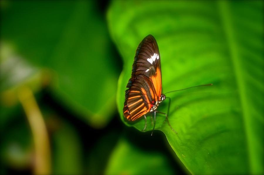 Little Beauty by Collette Rogers Little Beauty by Collette Rogers
