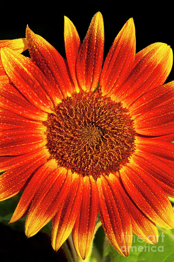 Little Becka Sunflower Photograph by Alan L Graham