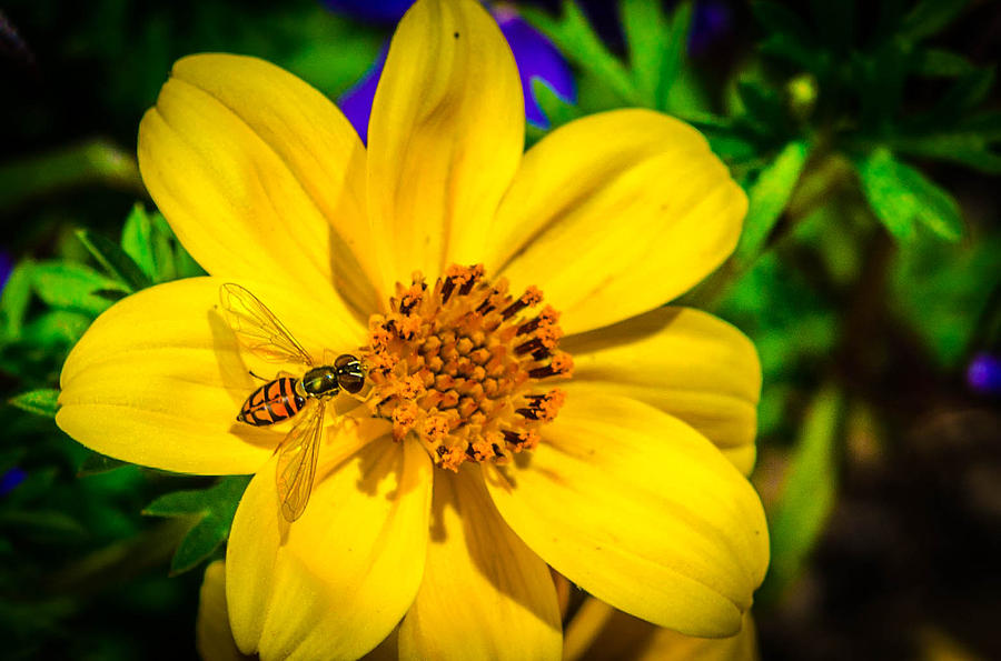 Little bee Photograph by Bruce Pritchett