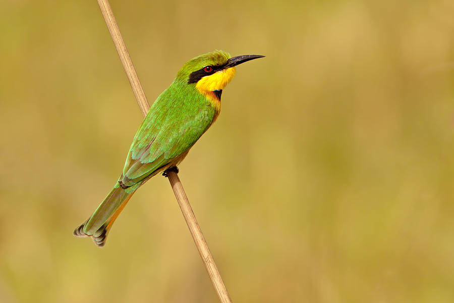 Little Bee-eater Photograph by Aivar Mikko