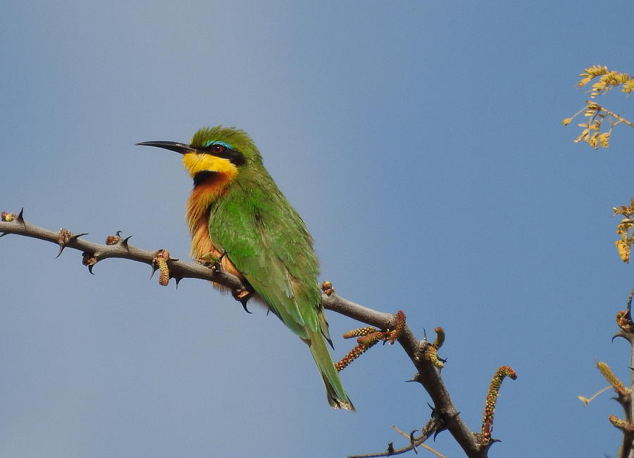Little Bee-Eater Photograph by Betty-Anne McDonald