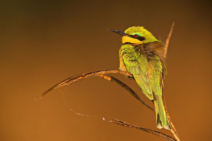 Nature Photograph - Little Bee-eater by Johan Elzenga