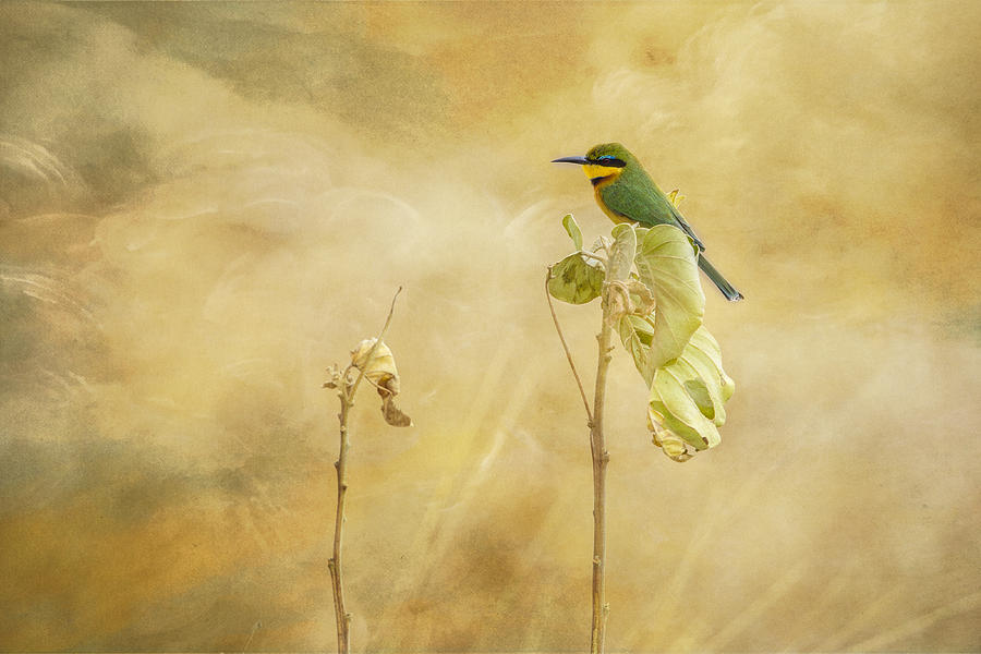 Little Bee-eater Tapestry - Textile by Kathy Adams Clark