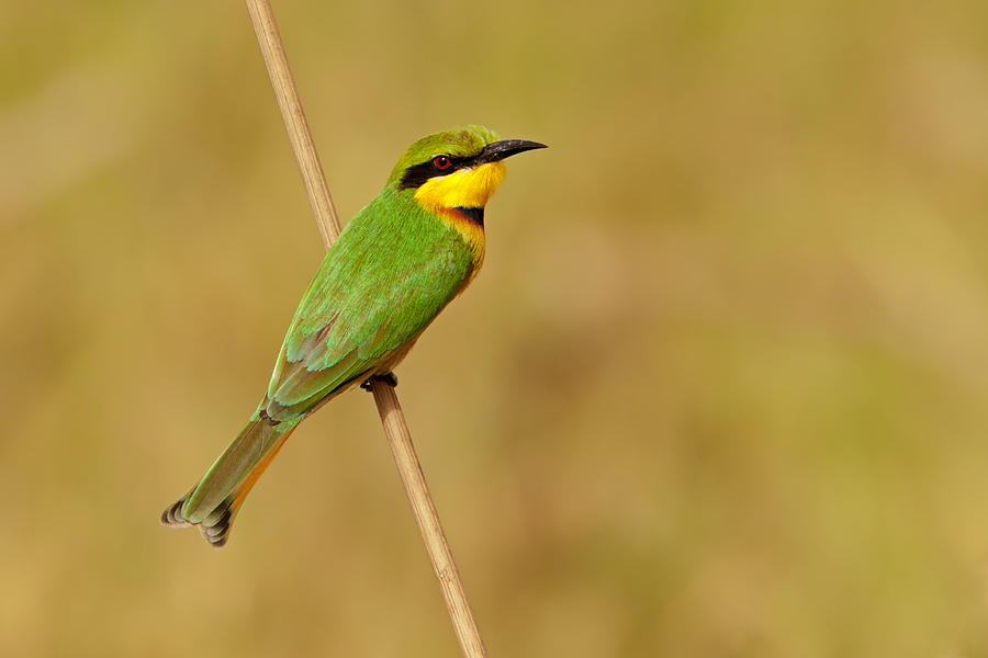 Little Bee-eater on Straw Photograph by Aivar Mikko