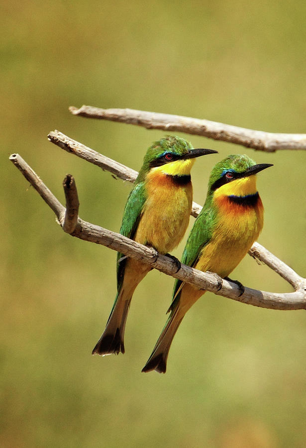 Little Bee Eater pair Photograph by Steven Upton