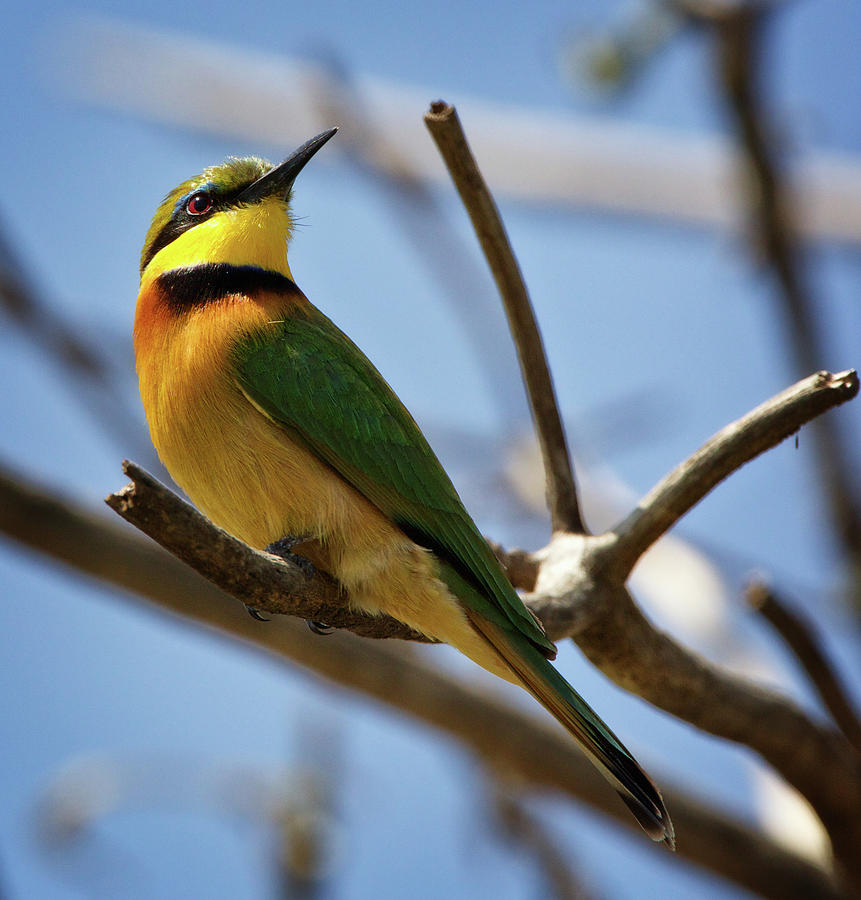 Little Bee Eater Photograph by Steven Upton