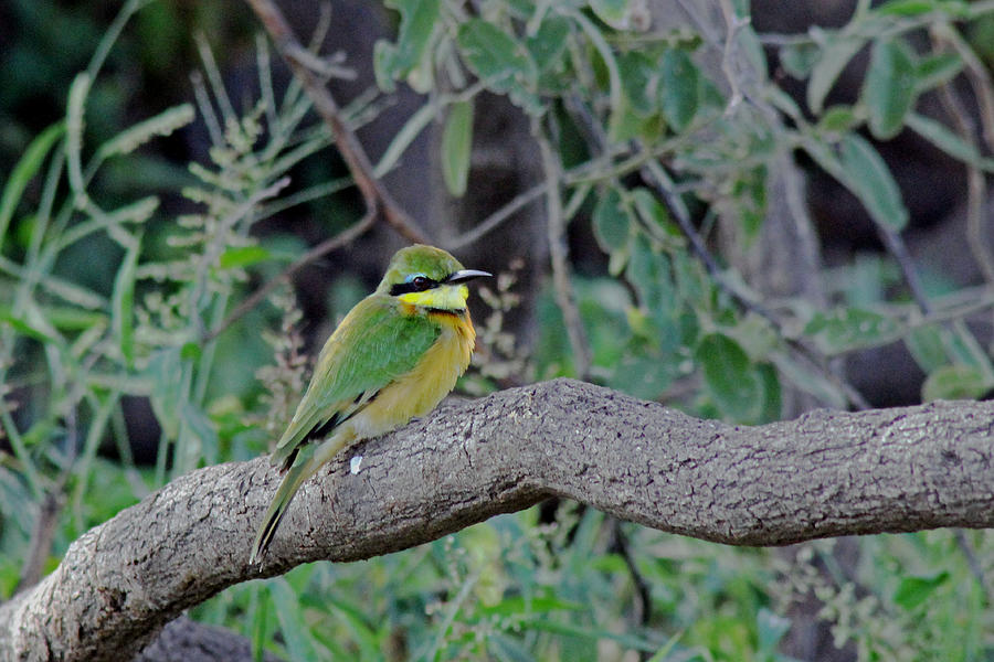 Little Bee Eater Photograph by Tony Murtagh