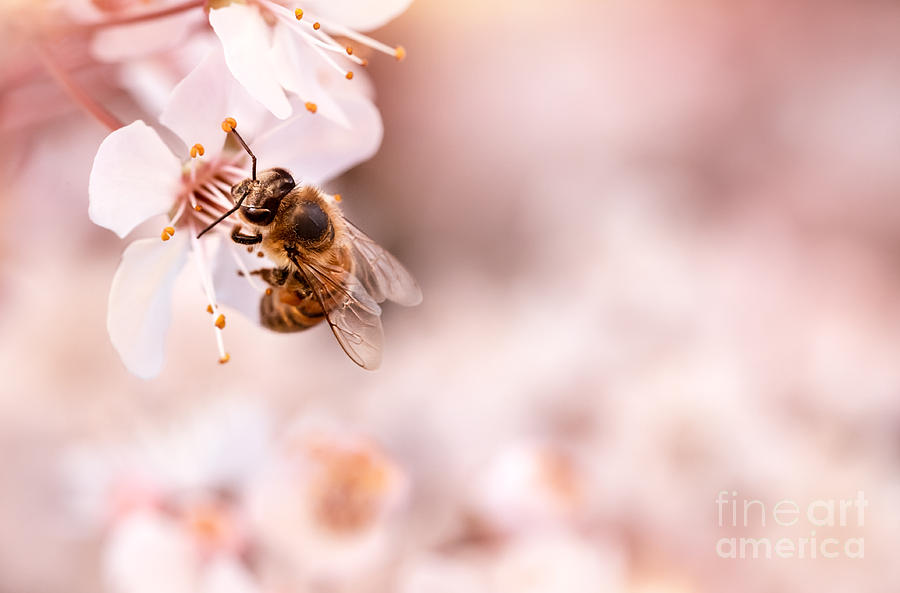 Little bee on blooming cherry Photograph by Anna Om