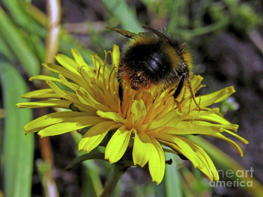 Little Bee On Dandelion Photograph by Kim Tran