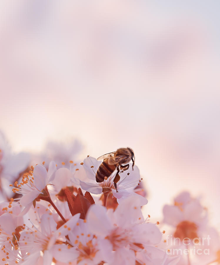 Little bee on the blooming cherry Photograph by Anna Om