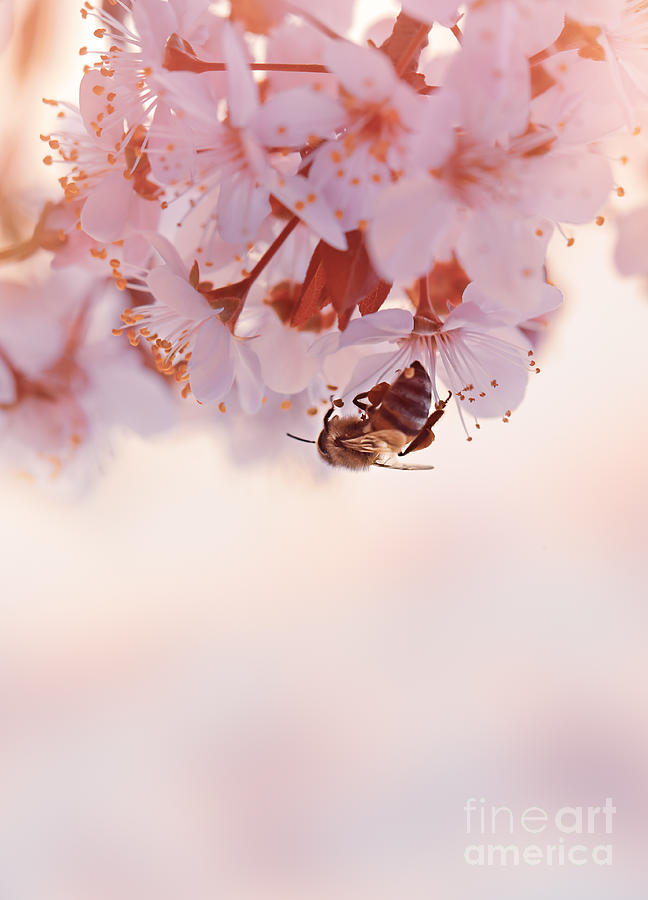 Little bee on the blooming cherry tree Photograph by Anna Om