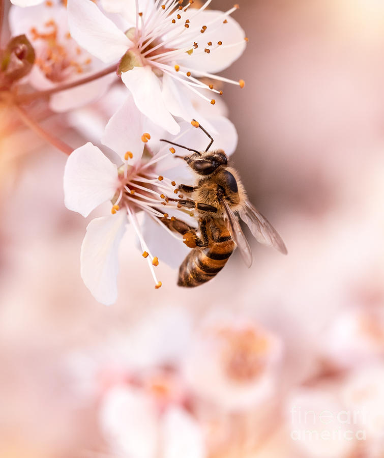 Little bee pollinates cherry flowers Photograph by Anna Om
