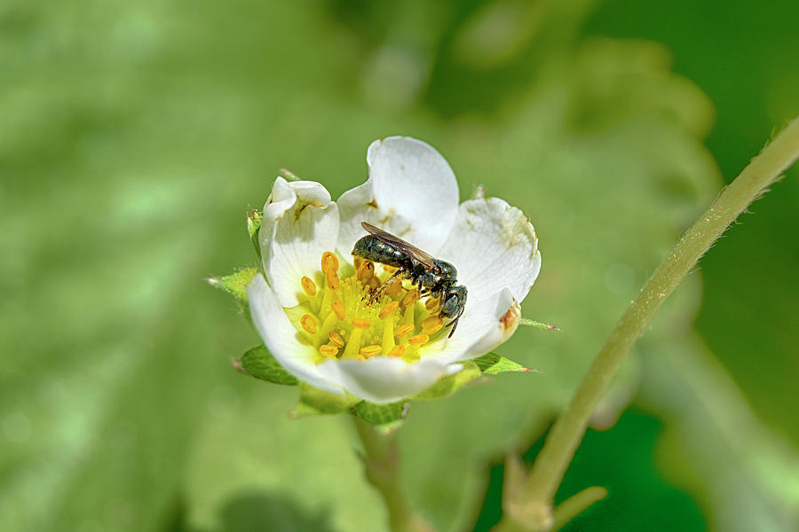 Little Bee Strawberry Flower by Chris White Photograph by C H Apperson