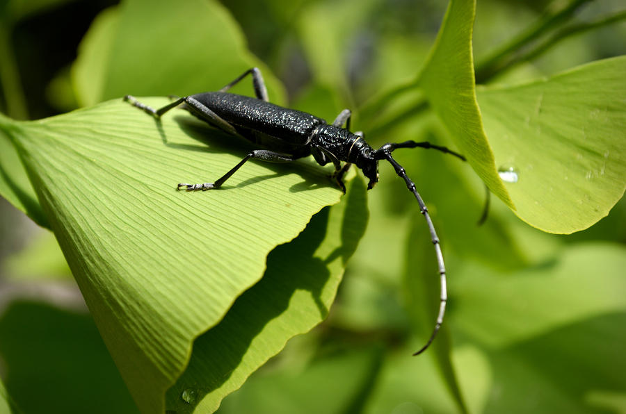 Little beetle Photograph by Rumiana Nikolova