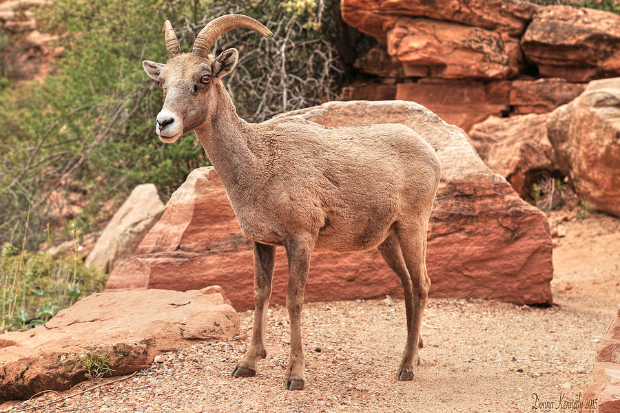 Zion National Park Photograph - Little Big Horn by Donna Kennedy