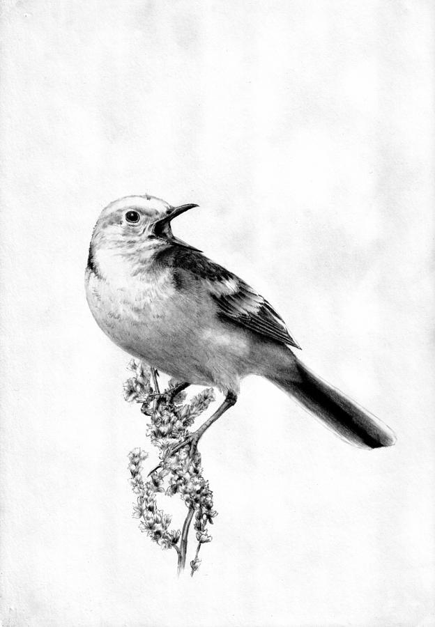 Small Bird Datch - Illustrations ART street