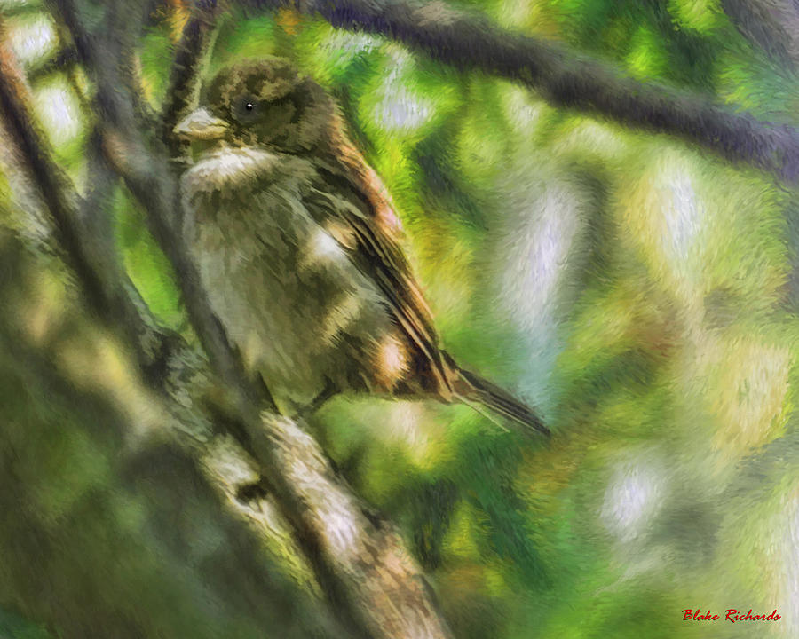 Little Bird Photograph by Blake Richards