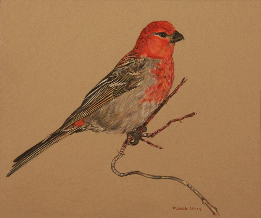 Little Bird Drawing by Michelle Miron-Rebbe