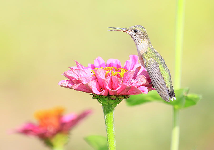 Little Bird on A Flower Photograph by Steve McKinzie