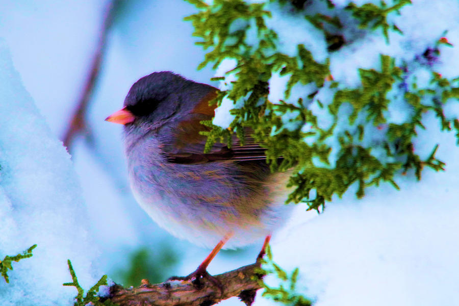 Animal Photograph - Little bird on a snowy perch by Jeff Swan