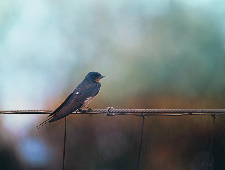 Little Bird On A Wire  Photograph by Maria Angelica Maira