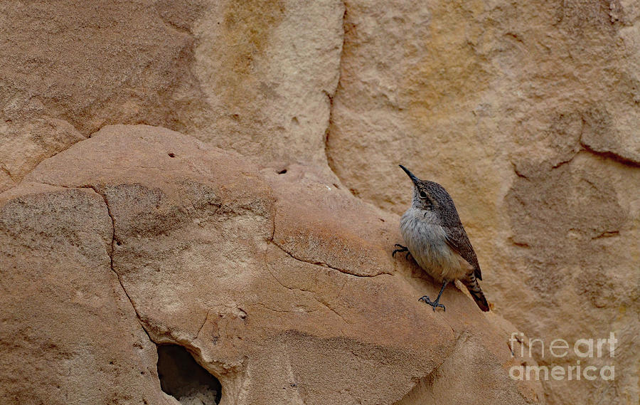 Little Bird Upon the Cliff Face Photograph by Debby Pueschel