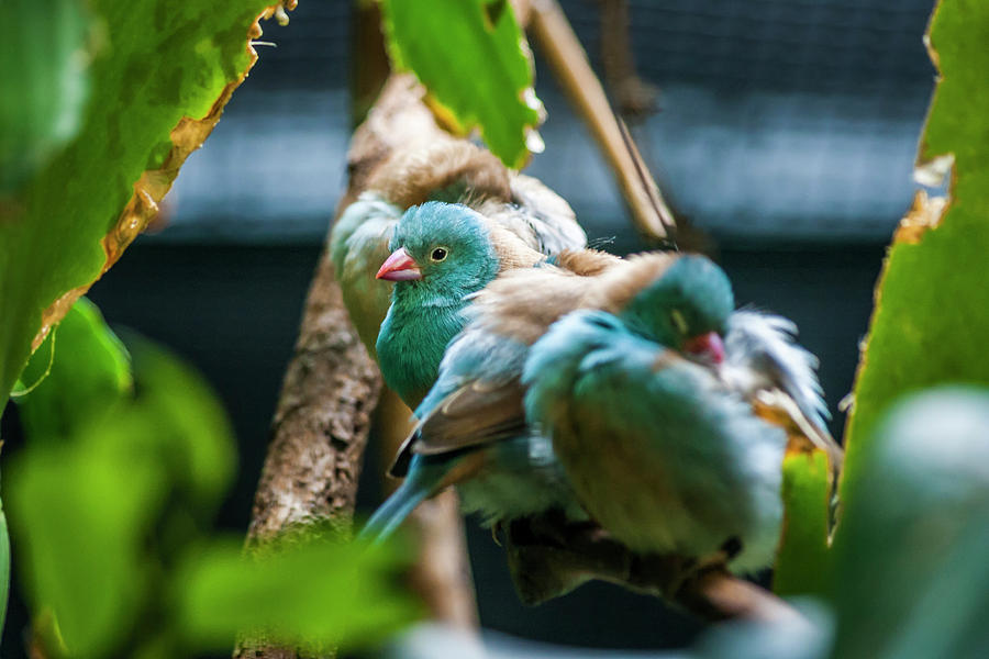 Little Birds Photograph by Daniel Murphy