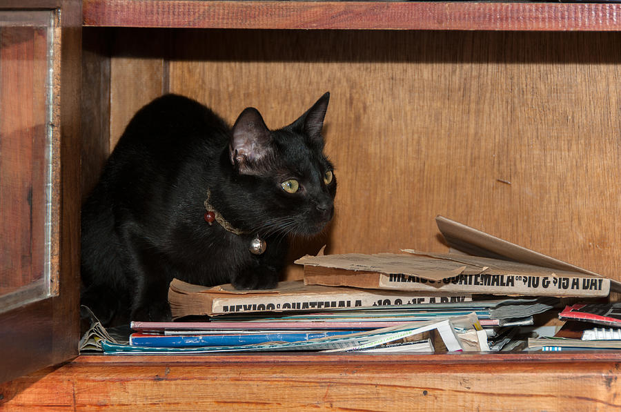 Black cat reading a journal on Craiyon