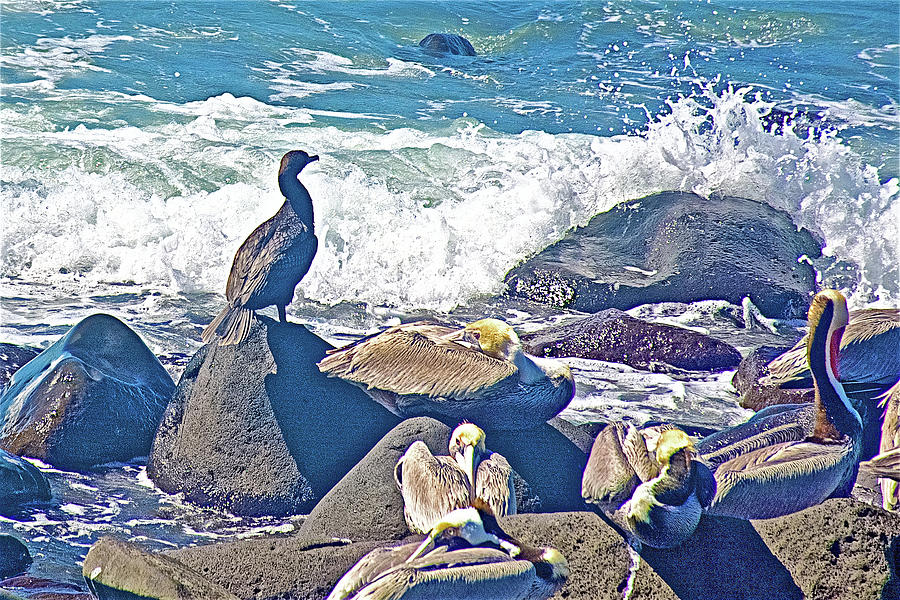 Little Black Cormorant and Brown Pelicans in Puerto Penasco Bay from the Malecon in Sonora-Mexico Photograph by Ruth Hager