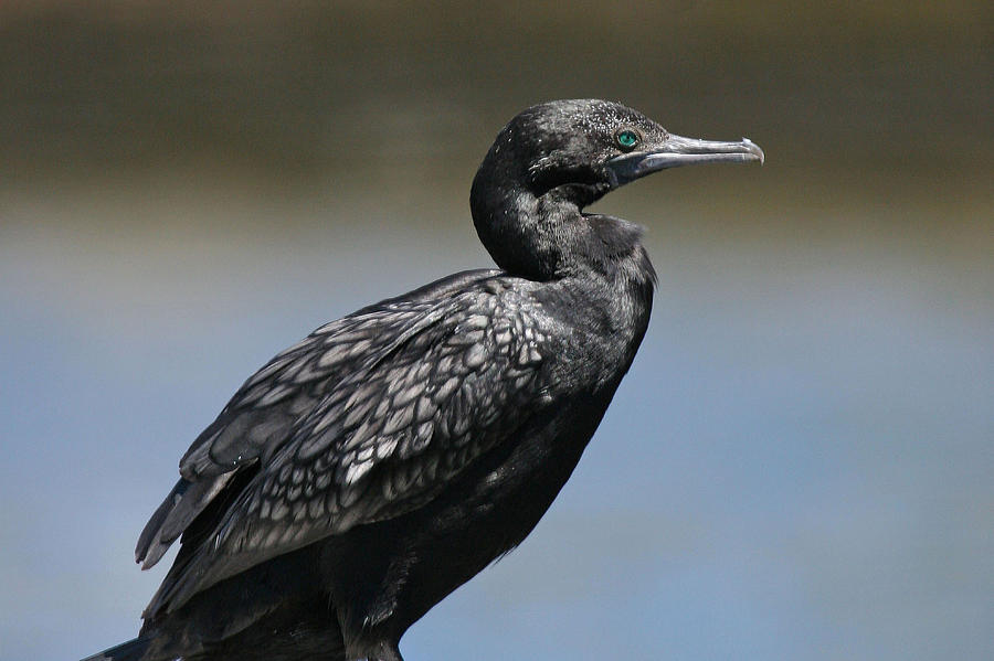 Little Black Cormorant Photograph by Tony Brown
