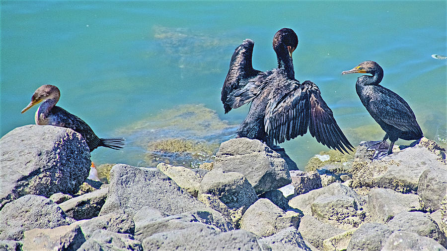 Little Black Cormorants on the Rocks by Puerto Penasco Harbor of Sea of Cortez-Mexico  Photograph by Ruth Hager