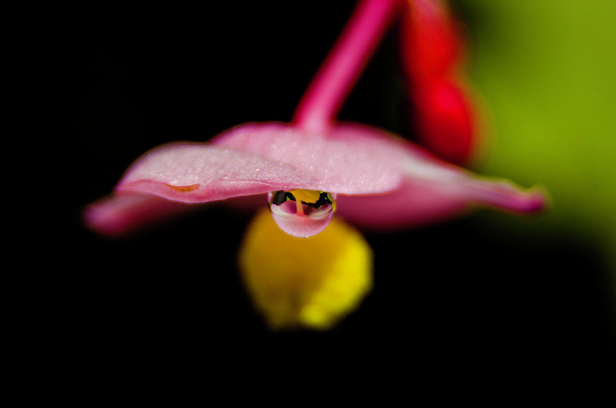 Little blossom with drop Photograph by Wolfgang Stocker