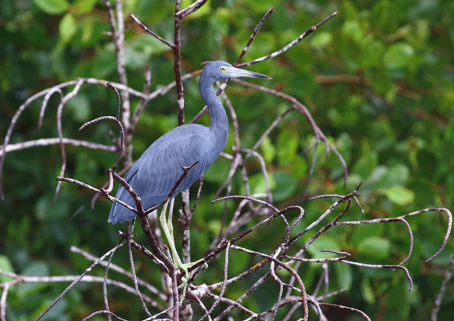 Little Blue At Trinidads Caroni Swamp Photograph by Steve Wolfe