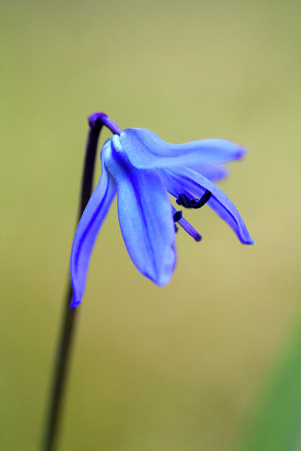 Little blue flower Photograph by Jouko Mikkola