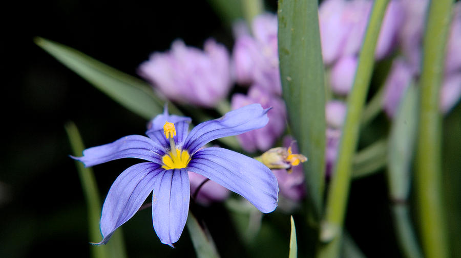Little Blue Flower Photograph by Karen Musick