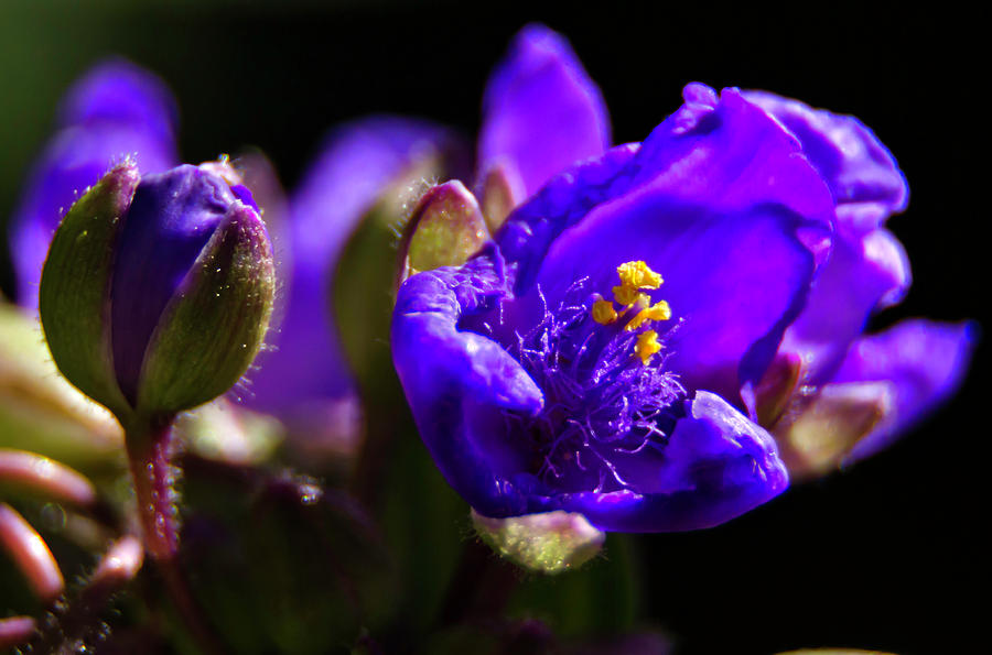 Little Blue Flowers Photograph by Wolfgang Stocker