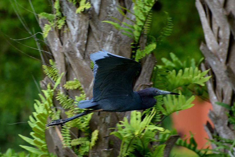 Little Blue Fly By Photograph by Don Columbus Fine Art America