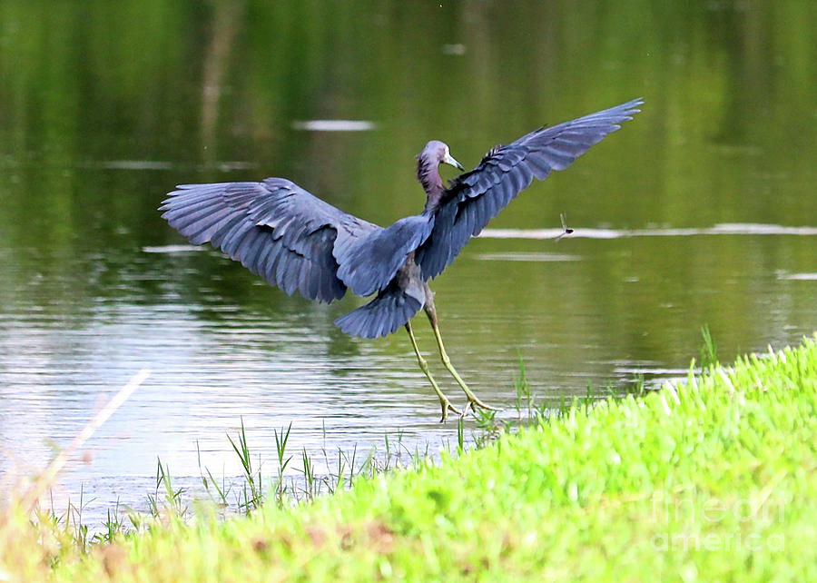 Little Blue Heron and Dragonfly Photograph by Carol Groenen
