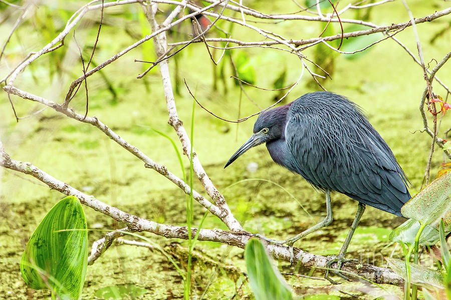 Little Blue Heron at Ollies Pond 2 Photograph by Ben Graham
