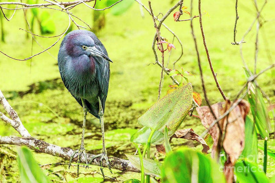 Little Blue Heron at Ollies Pond Photograph by Ben Graham