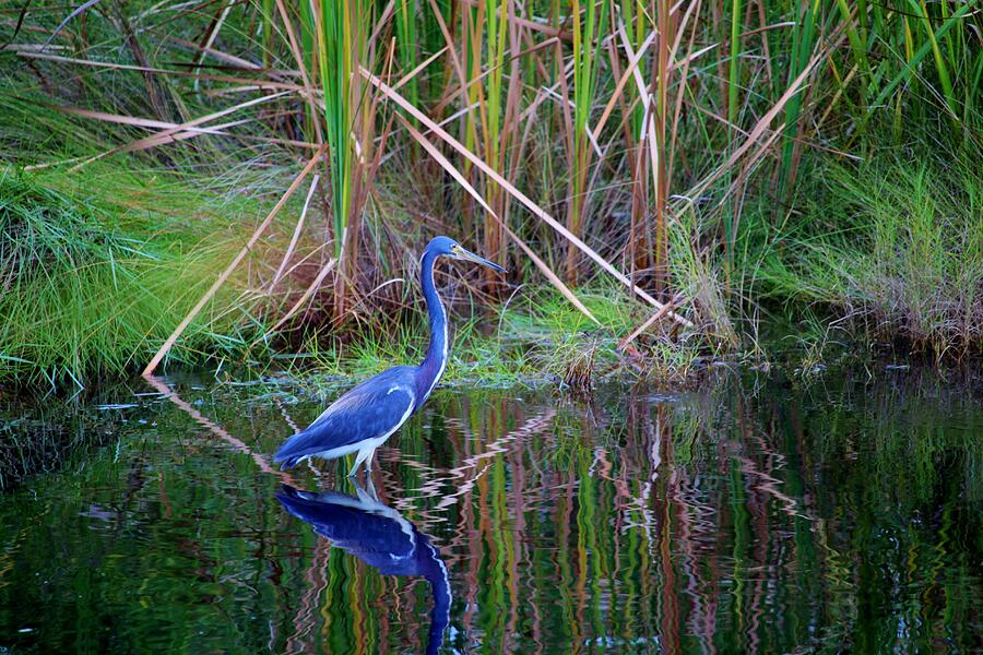 Little Blue Heron Photograph by Cynthia Guinn